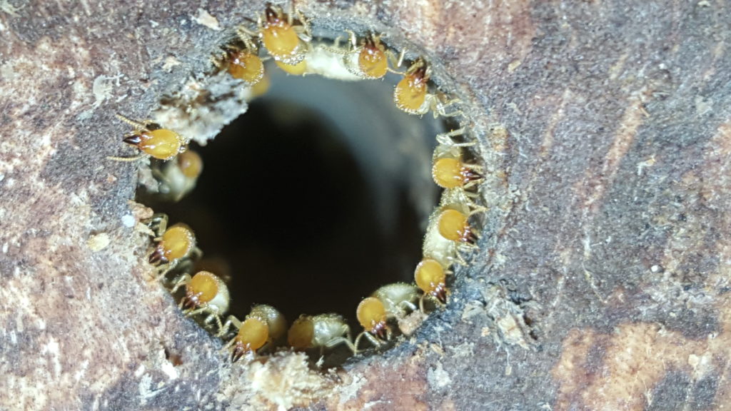 Termite soliders around a drill hole