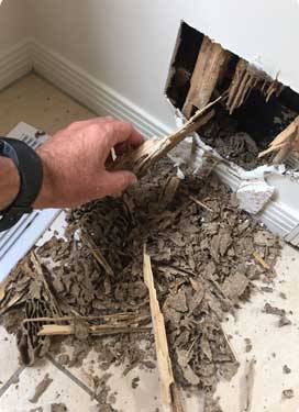 Termite damage