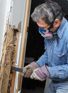 Termite Inspection Melbourne