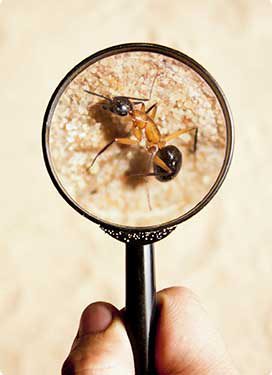 Pest Inspection