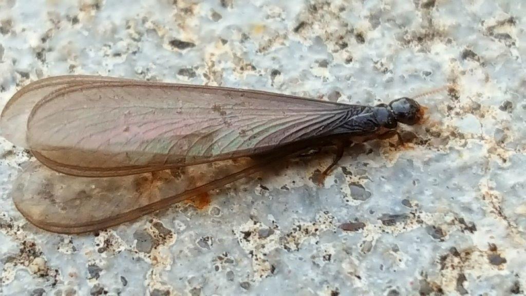 Flying termite (alate)