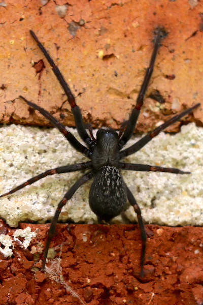 Black house spider