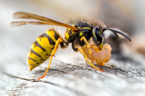 European wasp