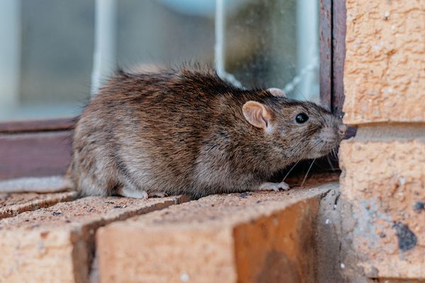 Roof rat