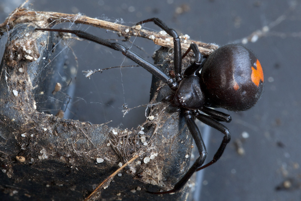 Redback spider