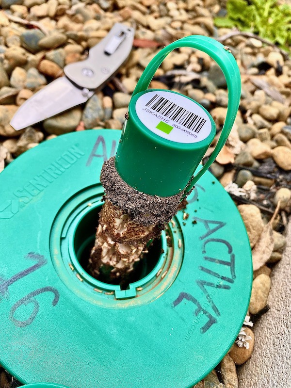 Sentricon termite bait