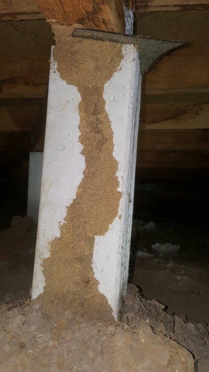 Termite mud tubes in a sub-floor