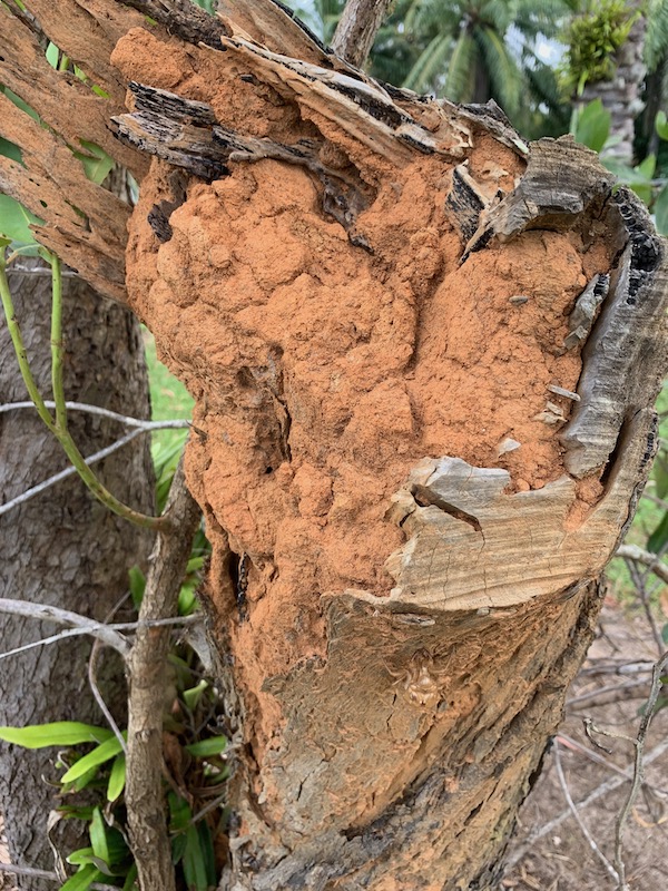 Termite nest in tree trunk