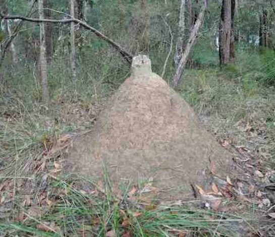 What does a Termite Nest Look Like?
