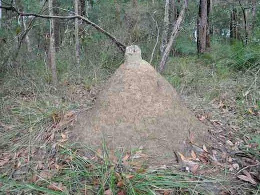 Nasutitermes termite nest