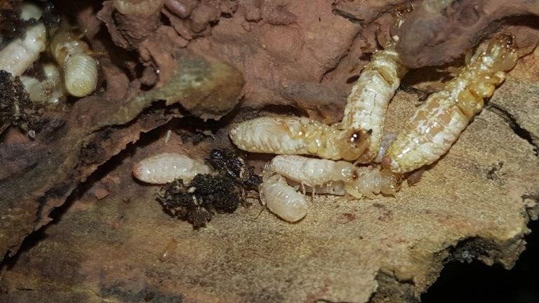 Termite workers