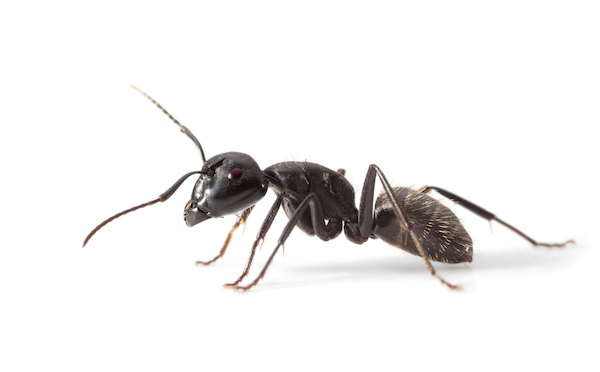 Black ant