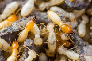 Termites - Coptotermes Workers and Soldiers