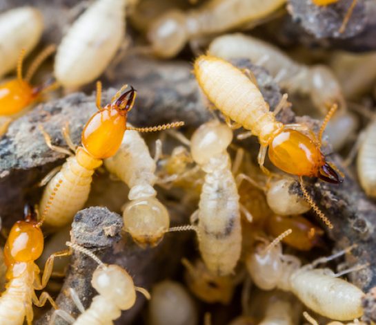 What are the Signs of Termites?