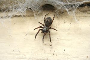 black house spider