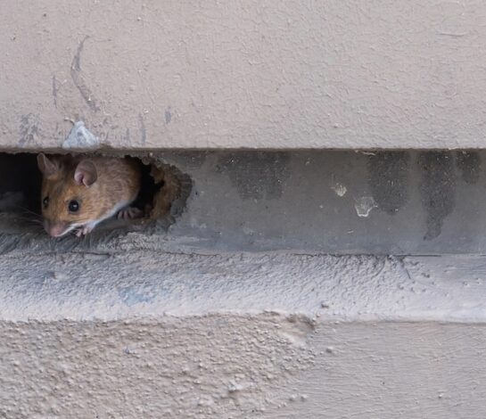 How to Rodent Proof Your Home