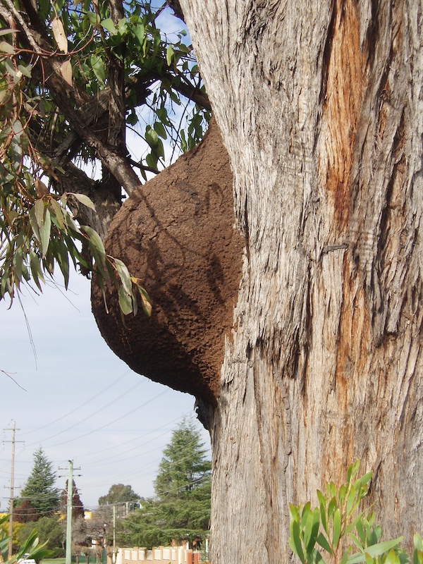 Arboreal termite nest