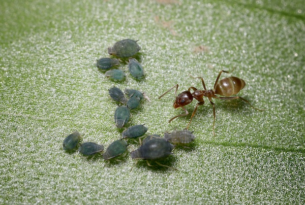 Argentine ant
