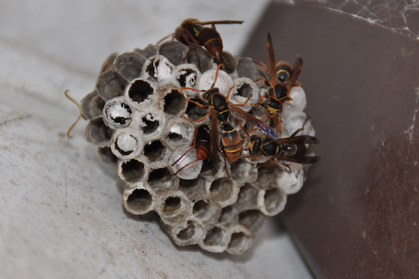 Australian paper wasp nest