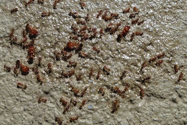 Coastal brown ants