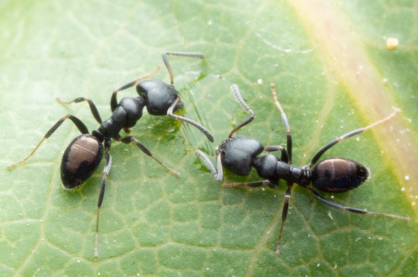 Black house ant