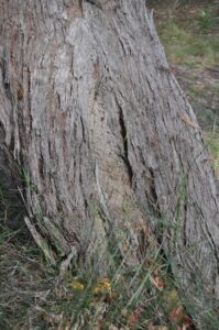 Termite nest in tree trunk