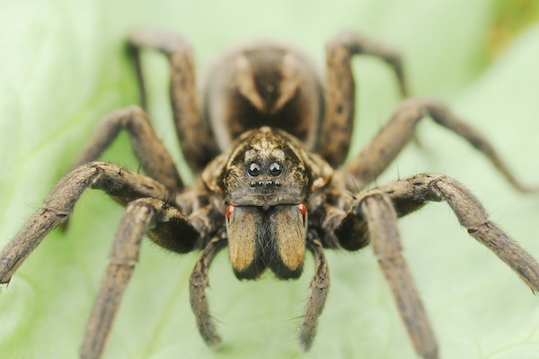 Wolf spider