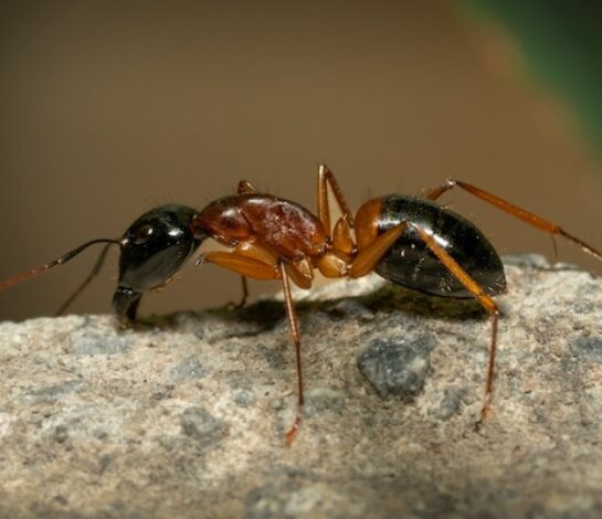 Types of Ants in Melbourne