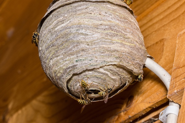 European wasp - above ground nest